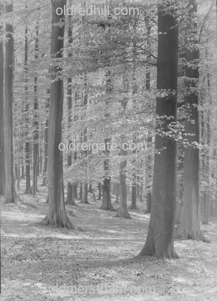 Image number 4561&prevurl=year1929