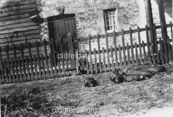 Image number 784&prevurl=chaldon